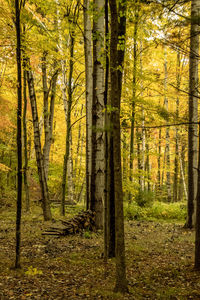 Trees in forest during autumn