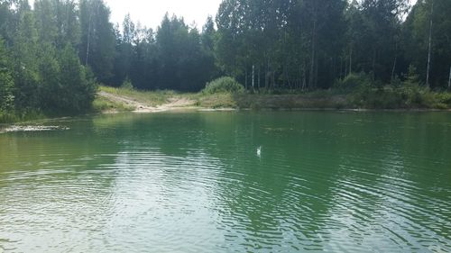 Scenic view of lake in forest