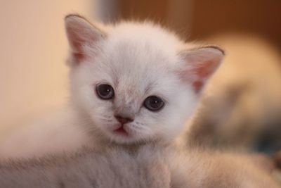 Close-up portrait of kitten