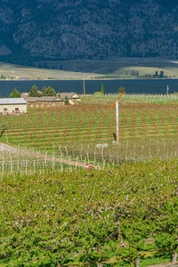 Scenic view of vineyard