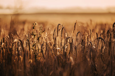 Close-up of stalks in field against the sky