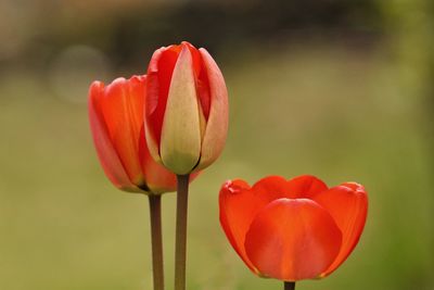 Close-up of red tulip