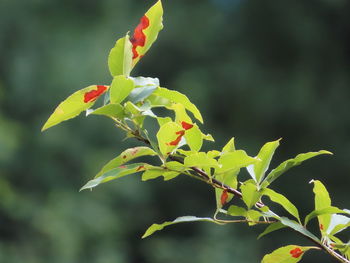 Close-up of green plant