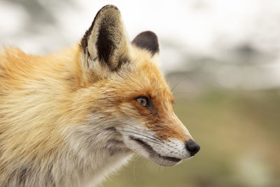 Close-up of a fox looking away in retezat mountains 