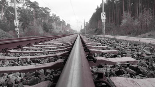 Surface level of railroad tracks against trees