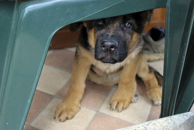 Close-up portrait of dog on floor