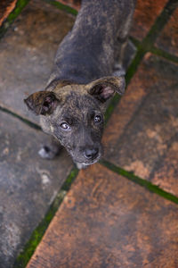 Photo of a taiwan dog looking up