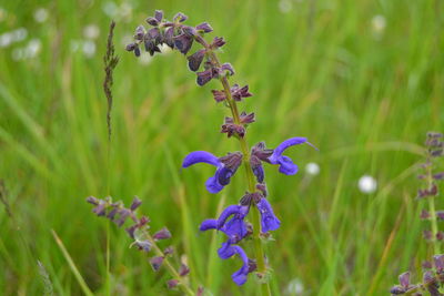 Close-up of purple flowering plants on field