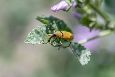 Close-up of insect on flower