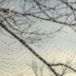 Close-up of spider web