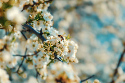 Close-up of cherry blossoms on tree