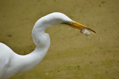 Close-up of bird in lake