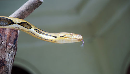 Snake coiled on tree trunk in selective focus