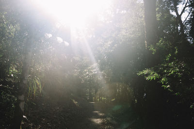 Sunlight streaming through trees in forest