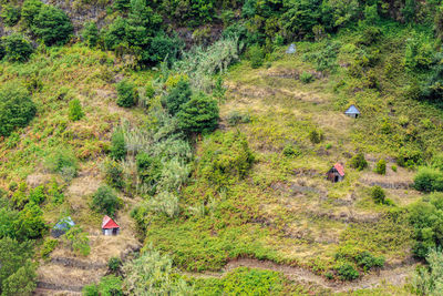 High angle view of trees in forest