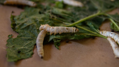 Close-up of chopped vegetables on leaves