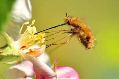 Close-up of insect on flower