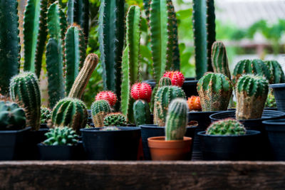 Close-up of succulent plants in pot