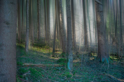 Pine trees in forest