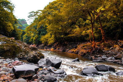 River flowing through rocks in forest