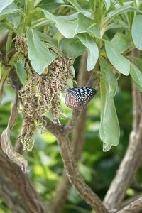 Close-up of butterfly perching on leaf