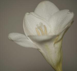 Close-up of white flowers over white background