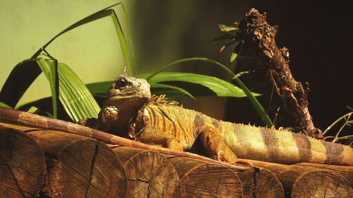 Close-up of lizard on leaves