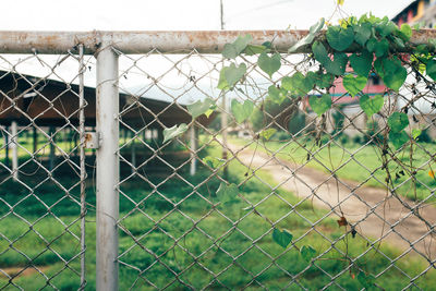 Close-up of chainlink fence
