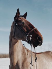 Close-up of a horse against the sky