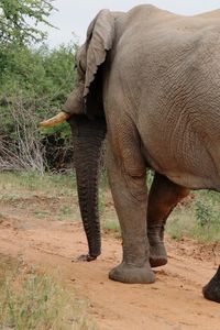 Elephant standing in a field