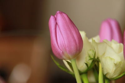 Close-up of pink tulip flower