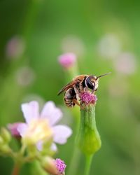 Close-up of bee on pink flower