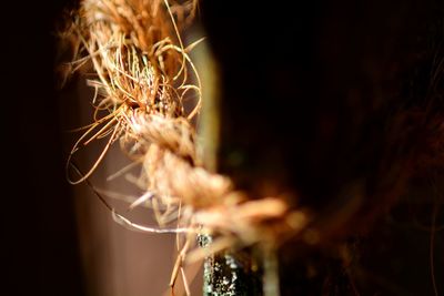 Close-up of crops