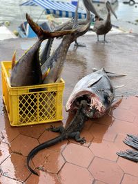 High angle view of iguana eating tuna at  fish market on santa cruz island galapagos 