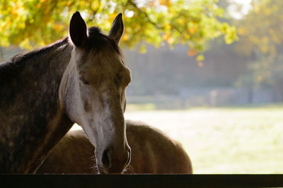 Close-up of horse