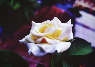 Close-up of rose flower