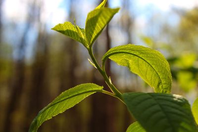 Close-up of green leaves