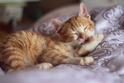 Cat sleeping on bed