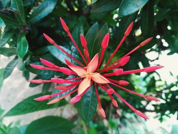 Close-up of red flowering plant