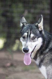 Close-up of dog looking away