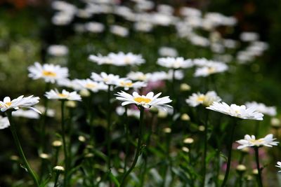 Close-up of white daisy flowers blooming in field