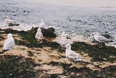 High angle view of seagulls perching at beach