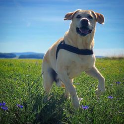 View of dog on field