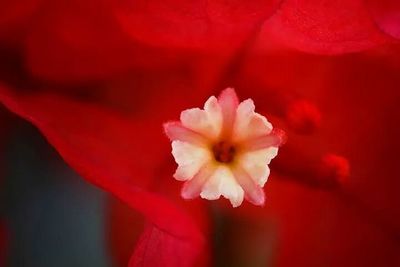 Close-up of red flower