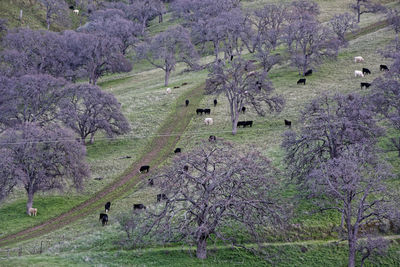 Scenic view of flowering trees on field