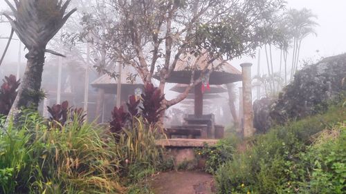 View of plants and trees