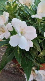 Close-up of white flowering plant