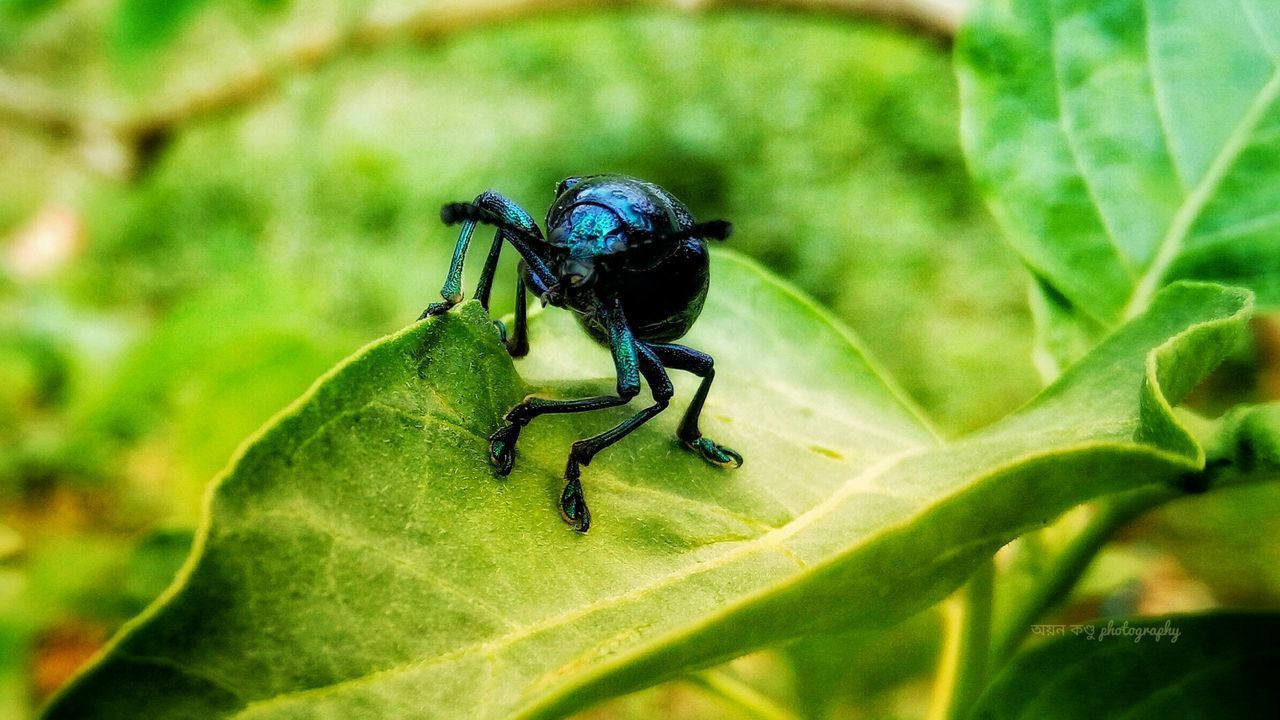 CLOSE-UP OF INSECT