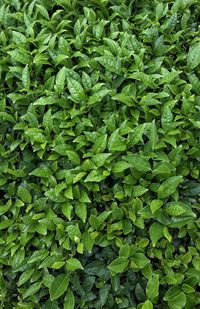 Full frame shot of fresh green leaves