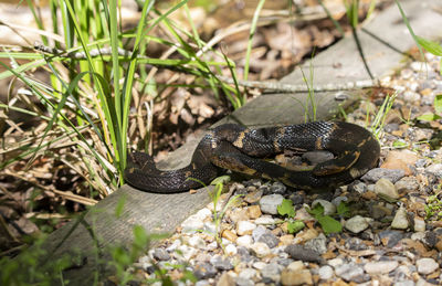 Broad-banded water snakes nerodia fasciata confluens mating on a rock walkway